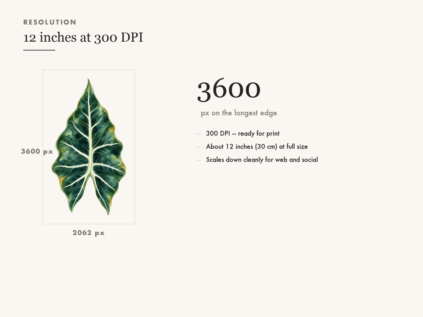 Botanical Greenery Leaf Clipart, Transparent PNG — resolution
