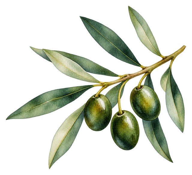 09_olive-branch