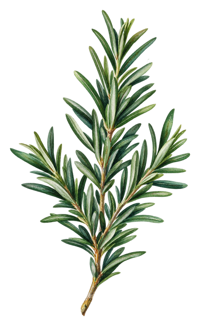 11_rosemary-sprig
