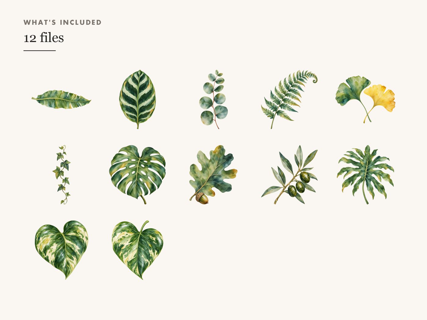 Green Leaf Clipart PNG, Monstera Eucalyptus Olive Fern — whats included