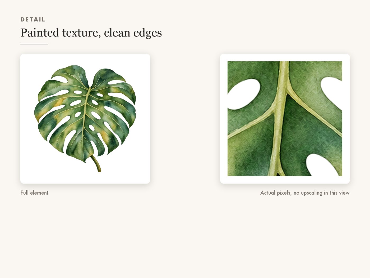Green Leaf Clipart PNG, Monstera Eucalyptus Olive Fern — detail zoom