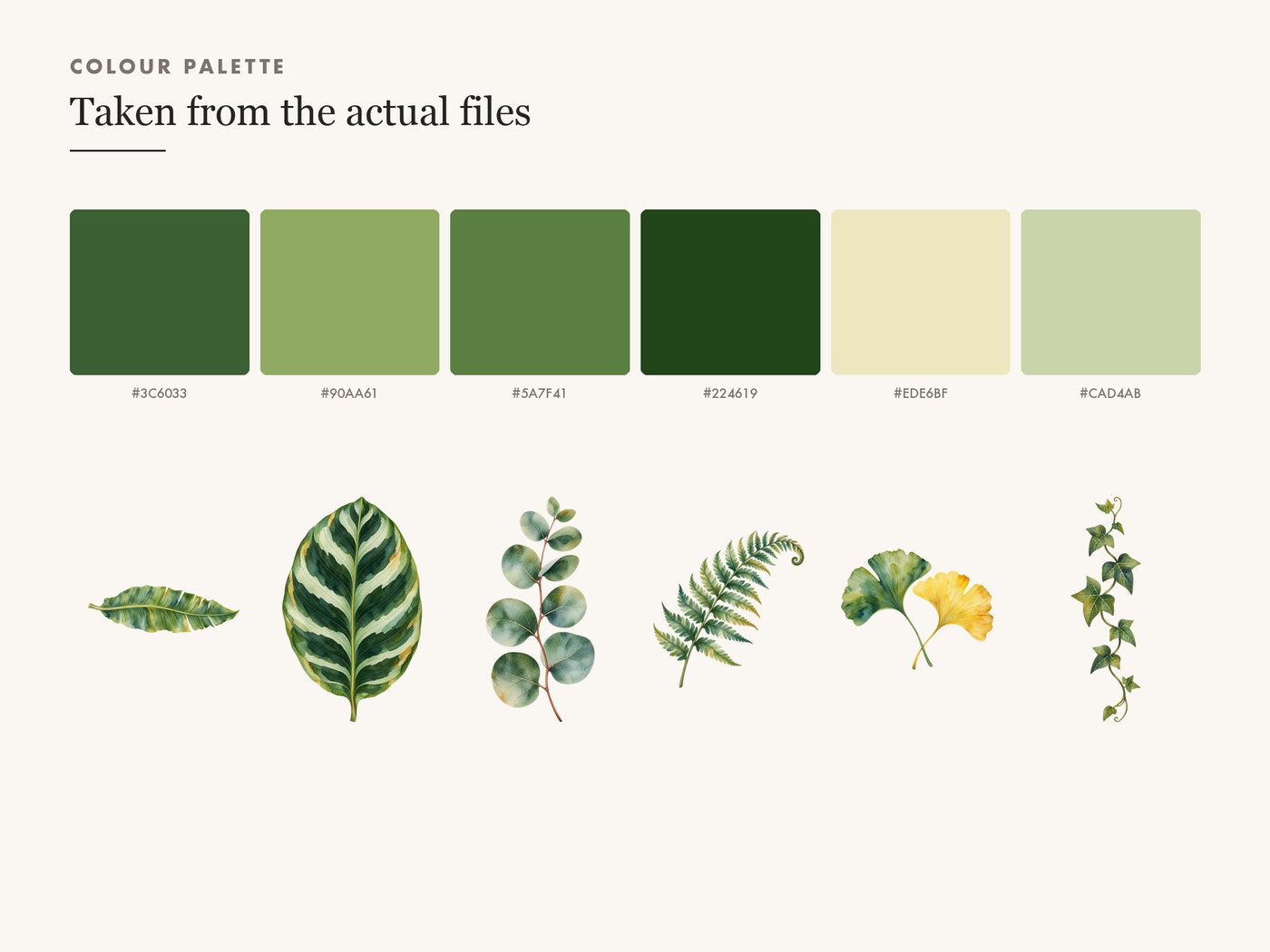 Green Leaf Clipart PNG, Monstera Eucalyptus Olive Fern — colour palette