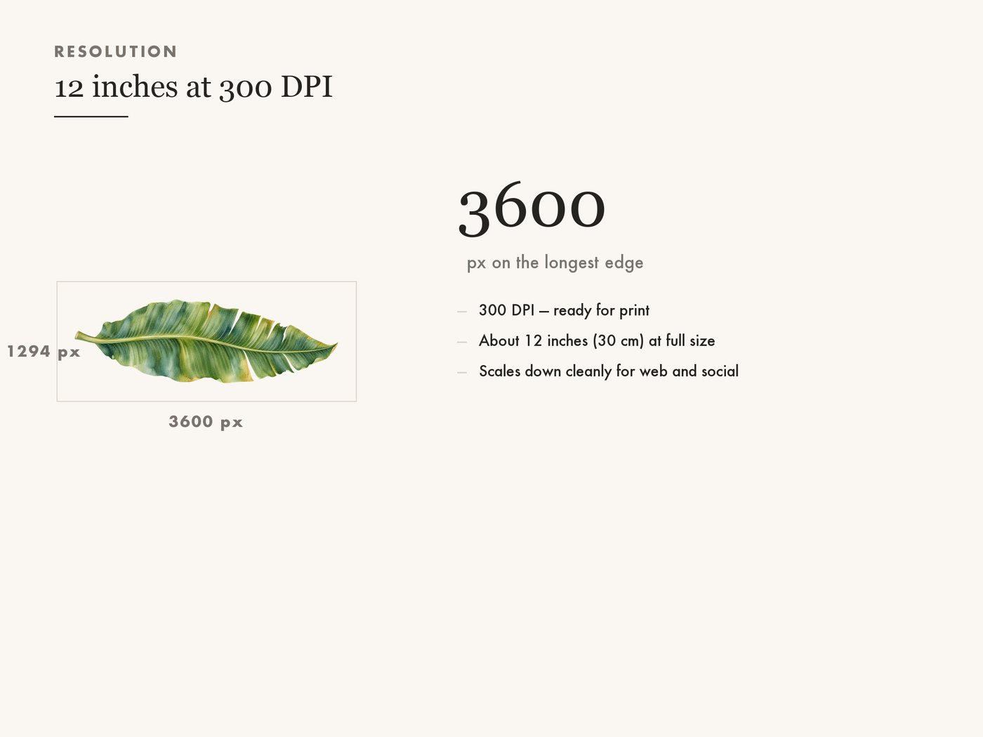 Green Leaf Clipart PNG, Monstera Eucalyptus Olive Fern — resolution