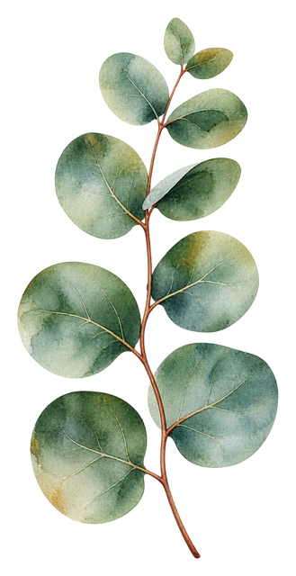 03_eucalyptus-sprig