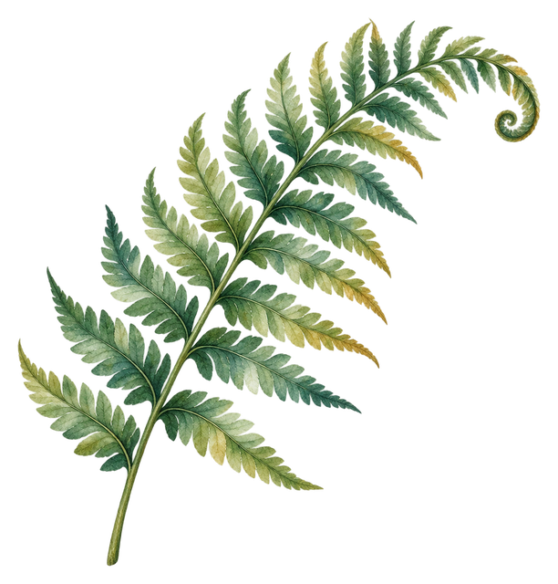 04_fern-frond