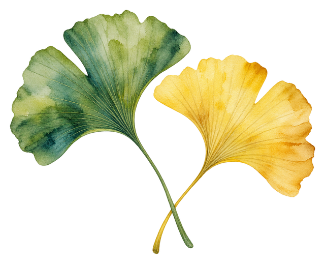 05_ginkgo-leaf-pair