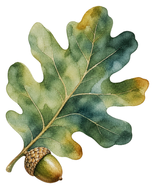 08_oak-leaf-acorn