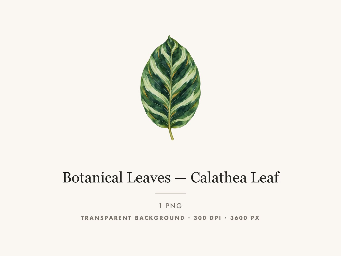Calathea Leaf Clipart PNG, Tropical Botanical Graphic