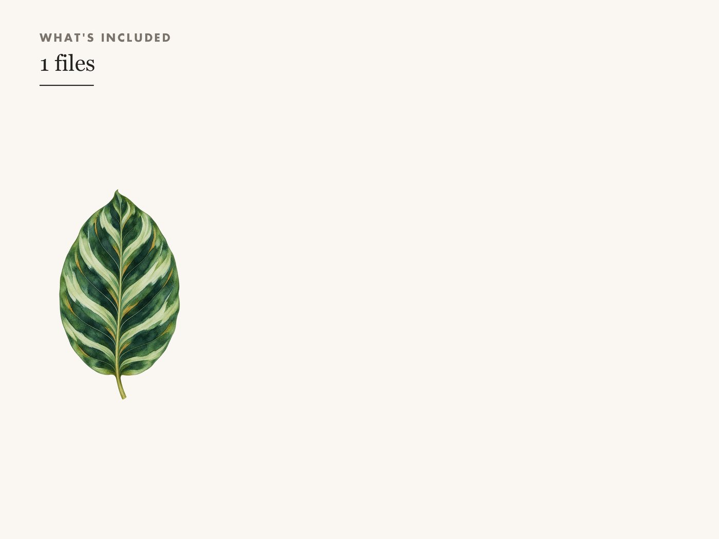 Calathea Leaf Clipart PNG, Tropical Botanical Graphic — whats included