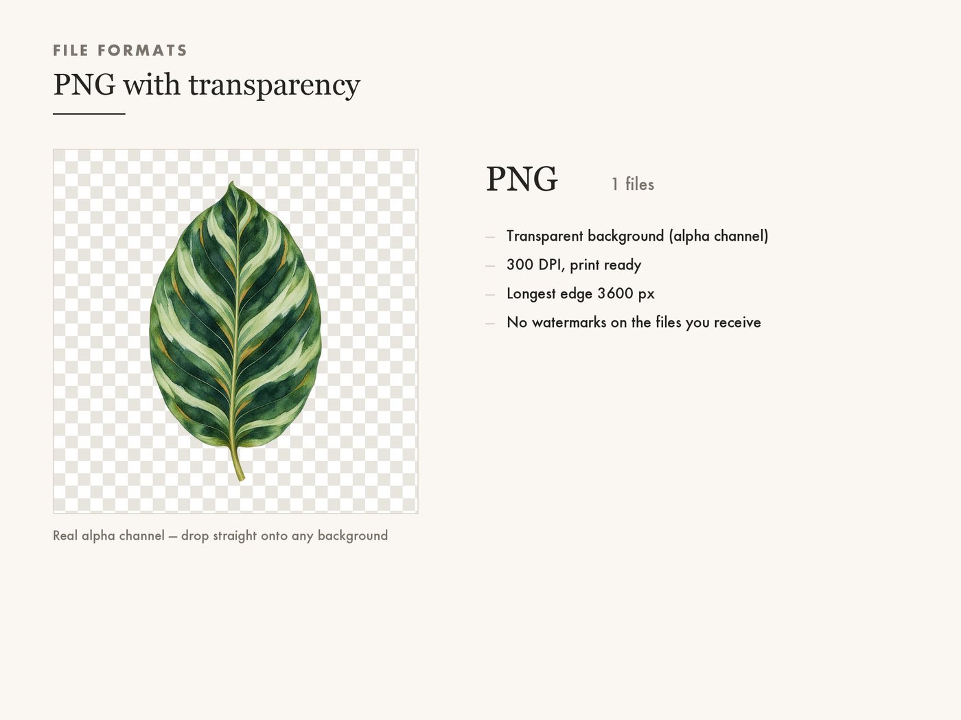 Calathea Leaf Clipart PNG, Tropical Botanical Graphic — file formats