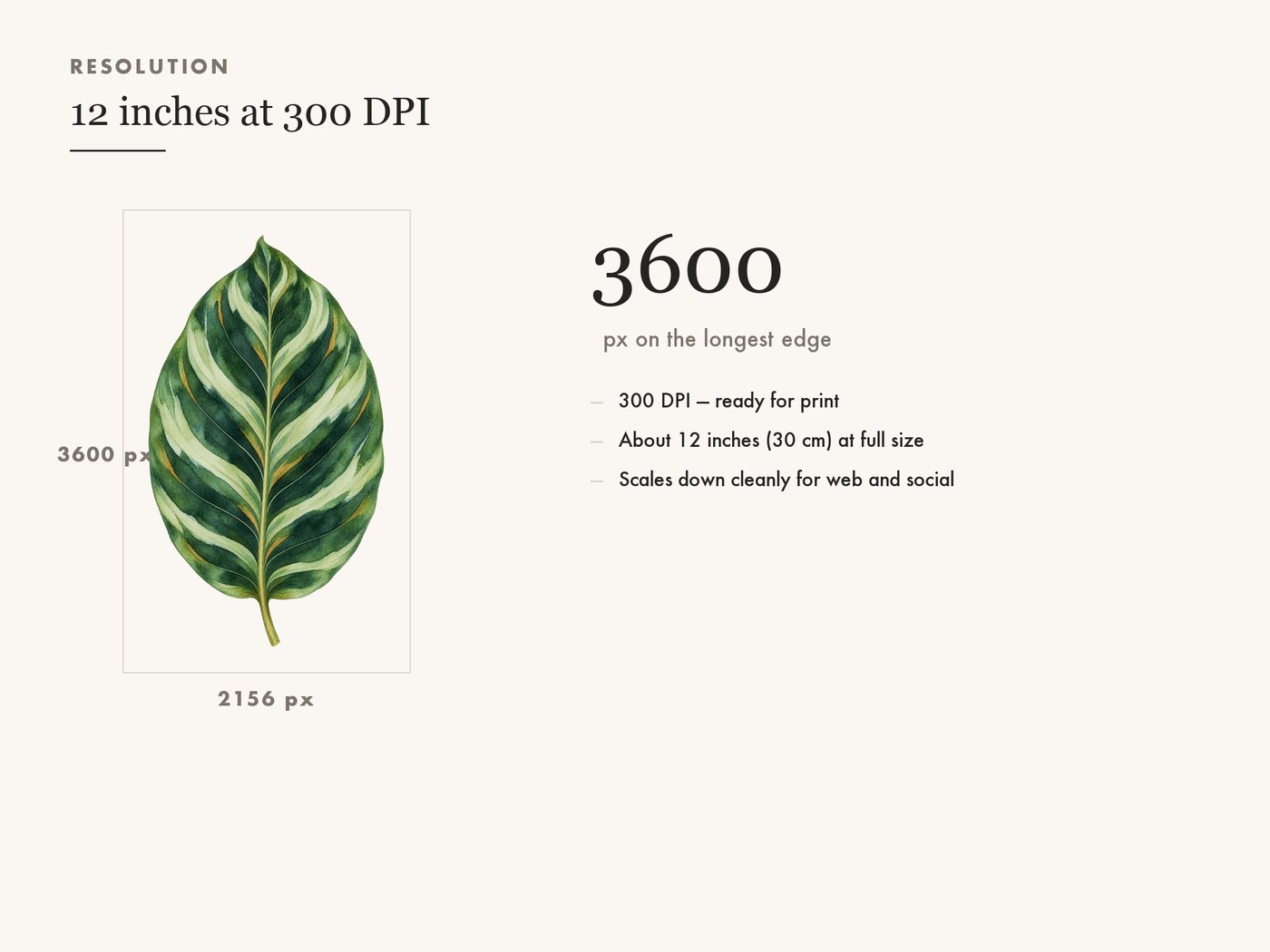 Calathea Leaf Clipart PNG, Tropical Botanical Graphic — resolution