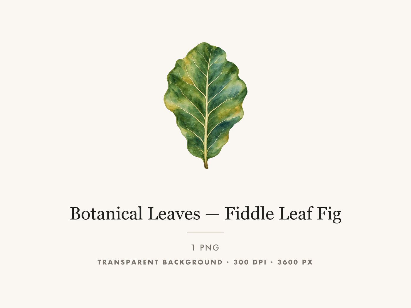 Fiddle Leaf Fig Clipart PNG Transparent Houseplant Art