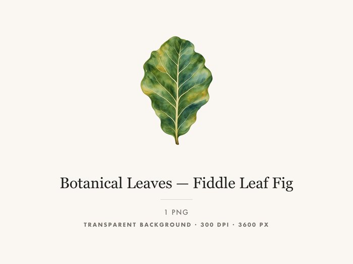 Fiddle Leaf Fig Clipart PNG Transparent Houseplant Art