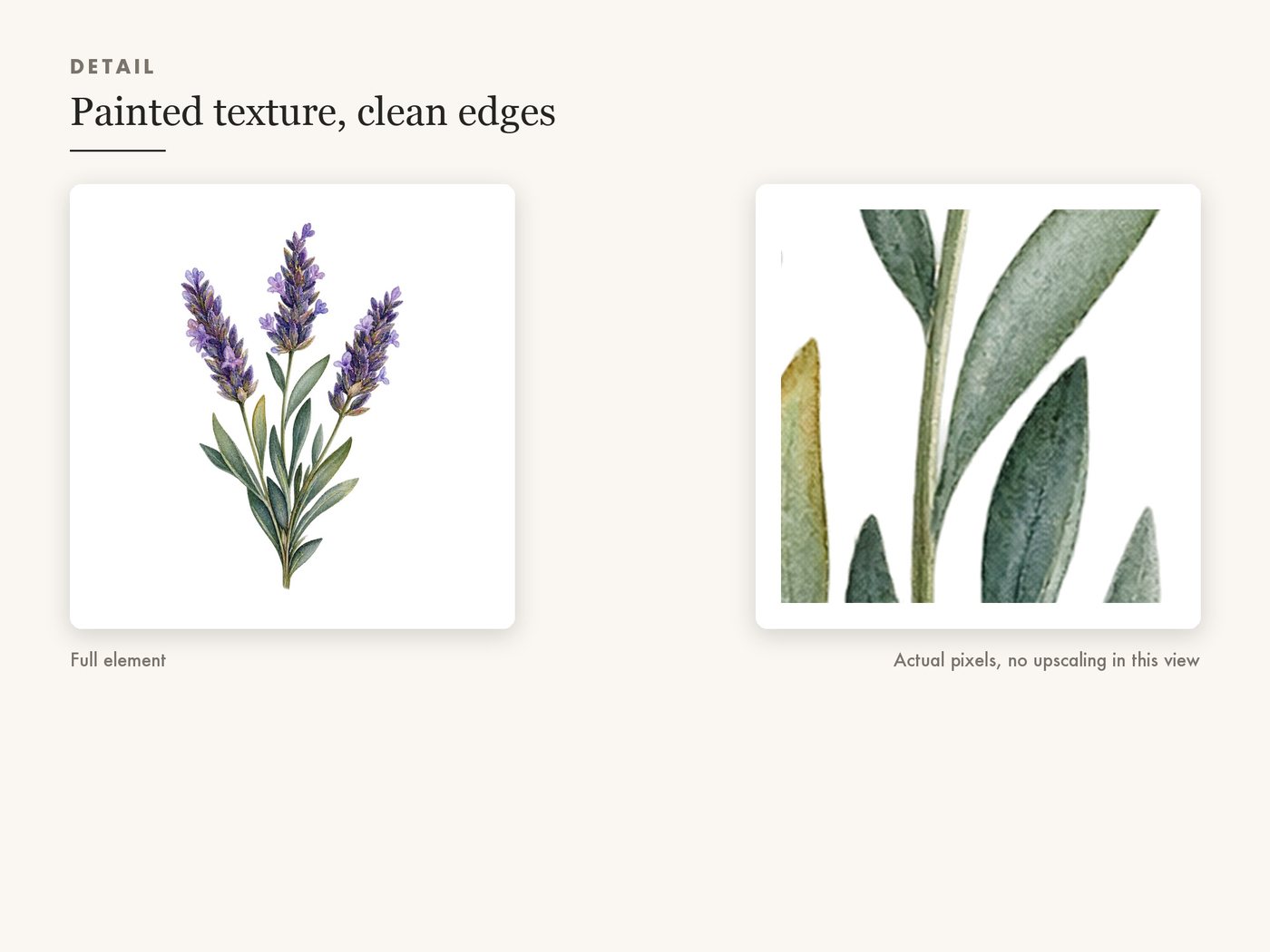 Lavender Sprig Clipart PNG Transparent Botanical — detail zoom