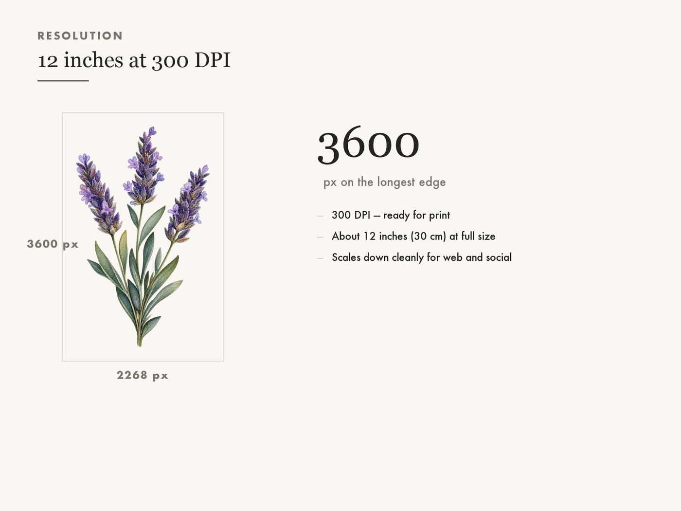 Lavender Sprig Clipart PNG Transparent Botanical — resolution