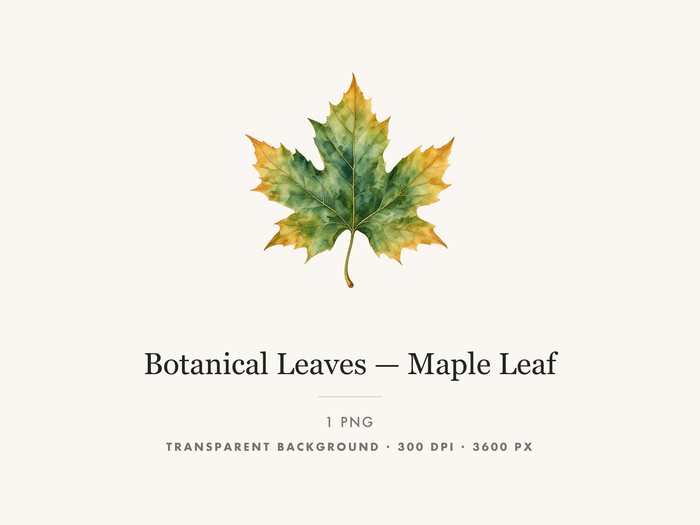 Maple Leaf Clipart PNG, Transparent Autumn Leaf Graphic