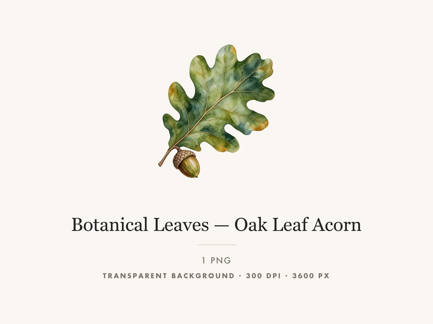 Oak Leaf and Acorn Clipart PNG, Autumn Woodland Graphic