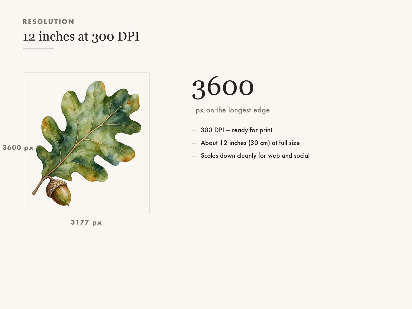 Oak Leaf and Acorn Clipart PNG, Autumn Woodland Graphic — resolution