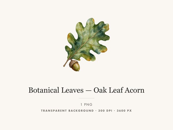 Oak Leaf and Acorn Clipart PNG, Autumn Woodland Graphic