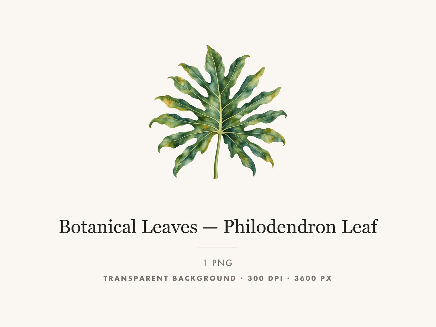 Philodendron Leaf Botanical Clipart PNG