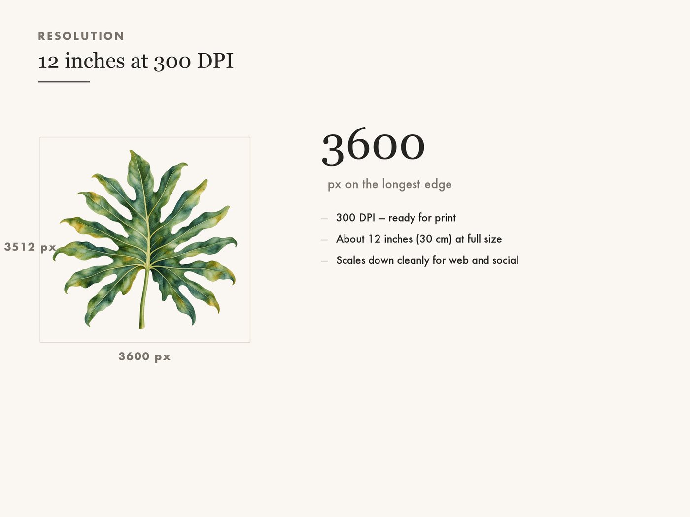 Philodendron Leaf Botanical Clipart PNG — resolution