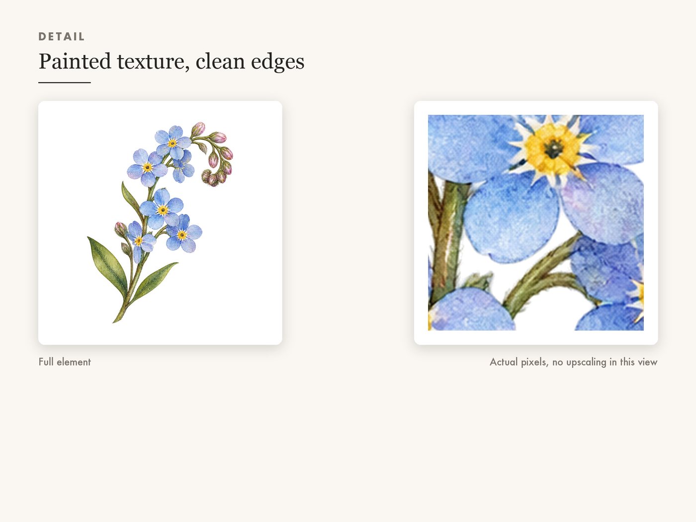 Cosmos Sprig and Poppy Bud Botanical Clipart PNG — detail zoom
