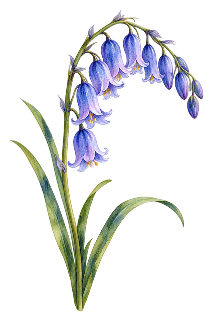 03_bluebell-stem