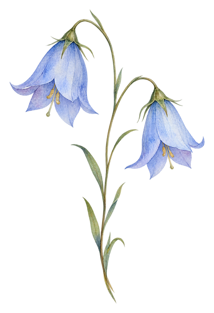 08_harebell-pair