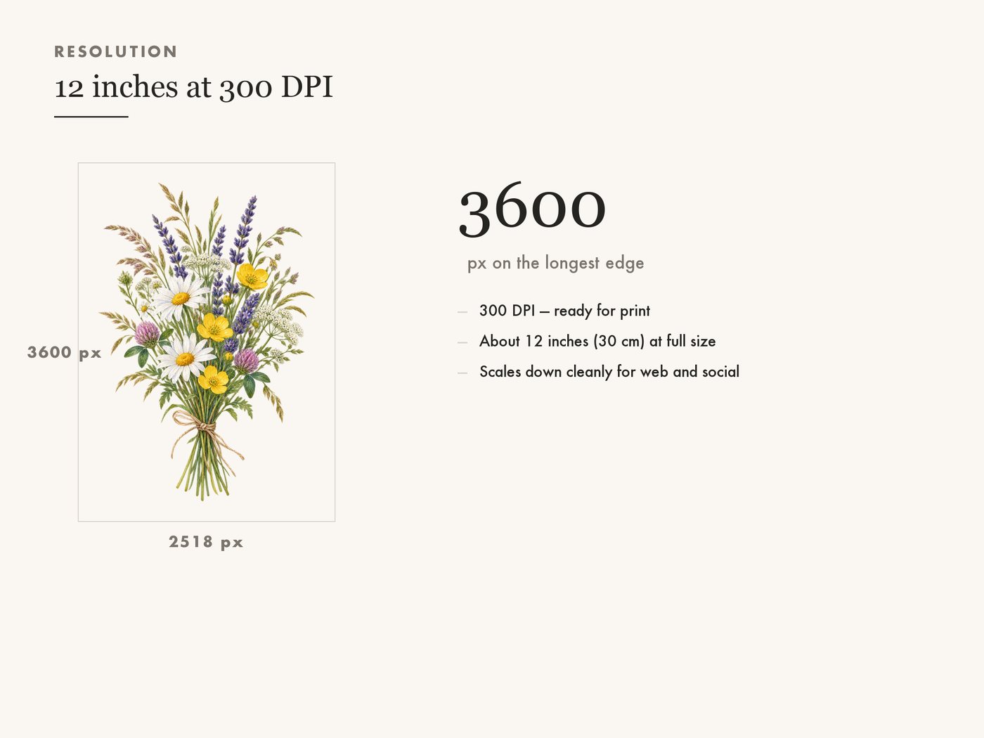 Meadow Posy Wildflower Clipart PNG Transparent Background — resolution