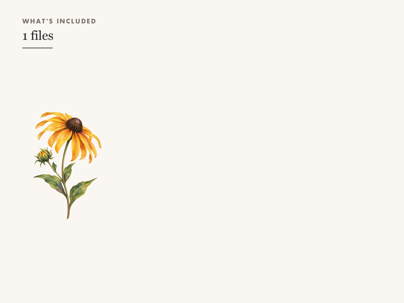 Black Eyed Susan Clipart PNG Transparent Wildflower — whats included