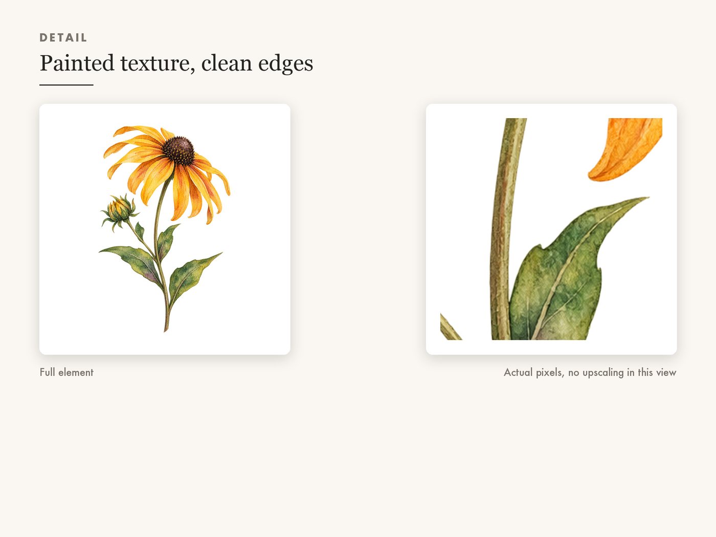 Black Eyed Susan Clipart PNG Transparent Wildflower — detail zoom