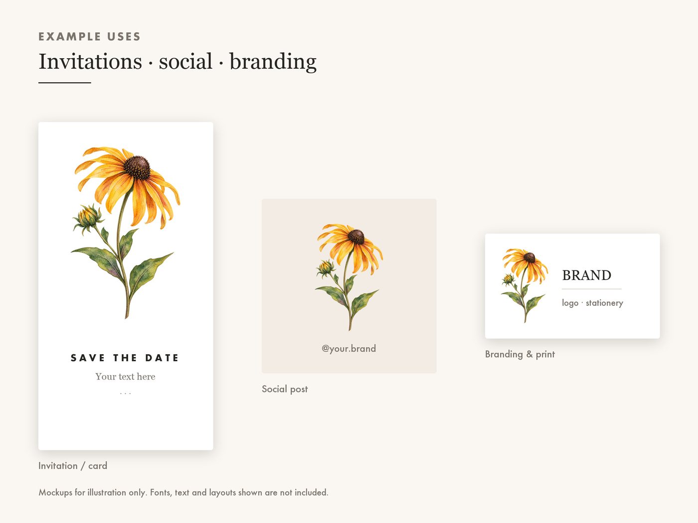 Black Eyed Susan Clipart PNG Transparent Wildflower — use cases