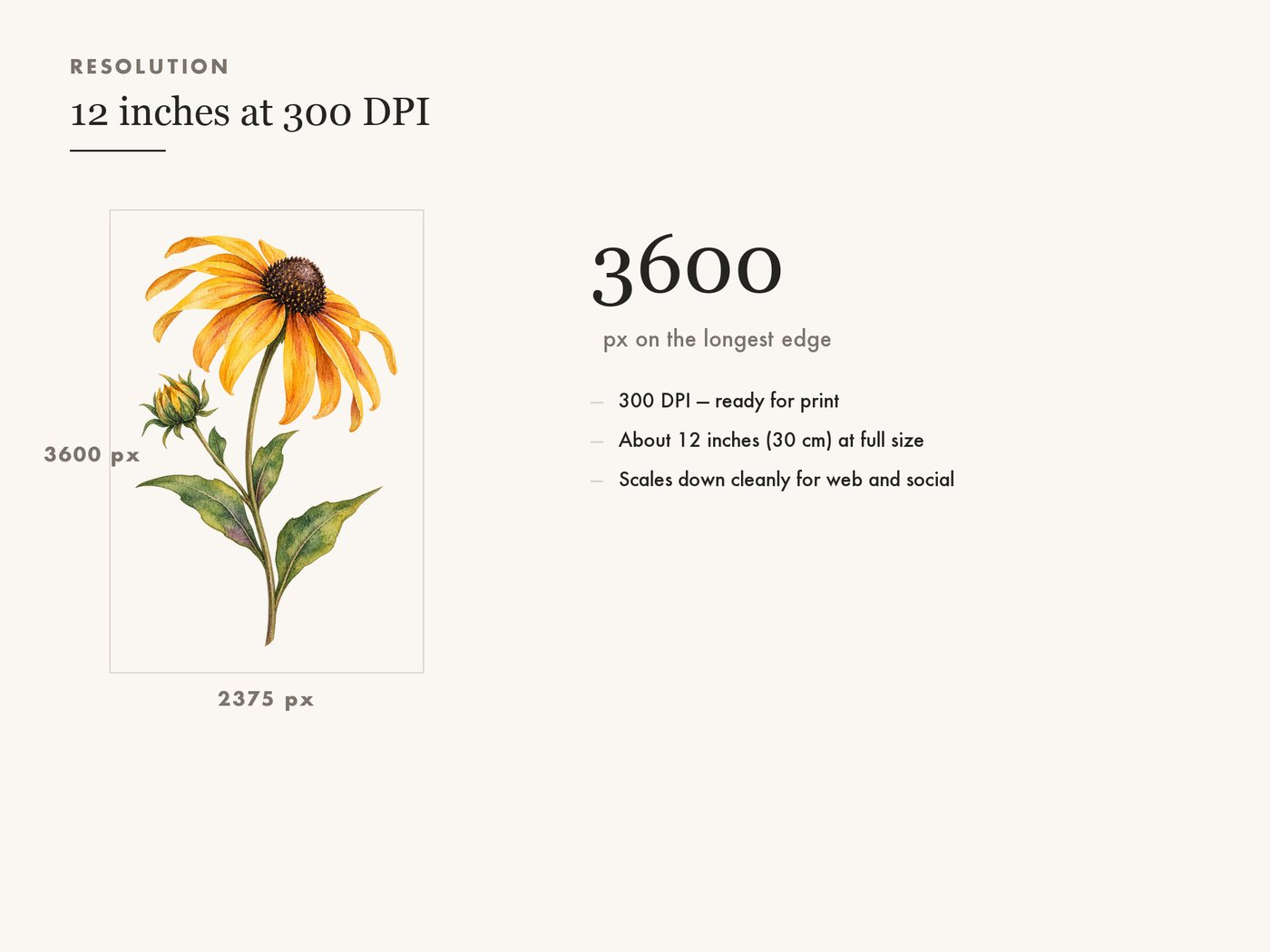 Black Eyed Susan Clipart PNG Transparent Wildflower — resolution