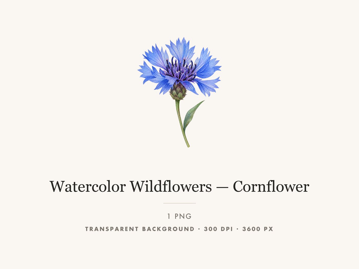 Cornflower Clipart PNG, Blue Wildflower Botanical Art