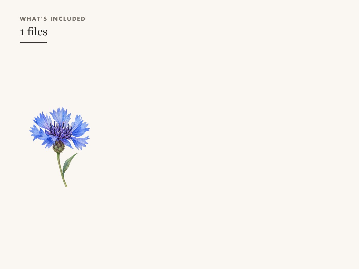 Cornflower Clipart PNG, Blue Wildflower Botanical Art — whats included