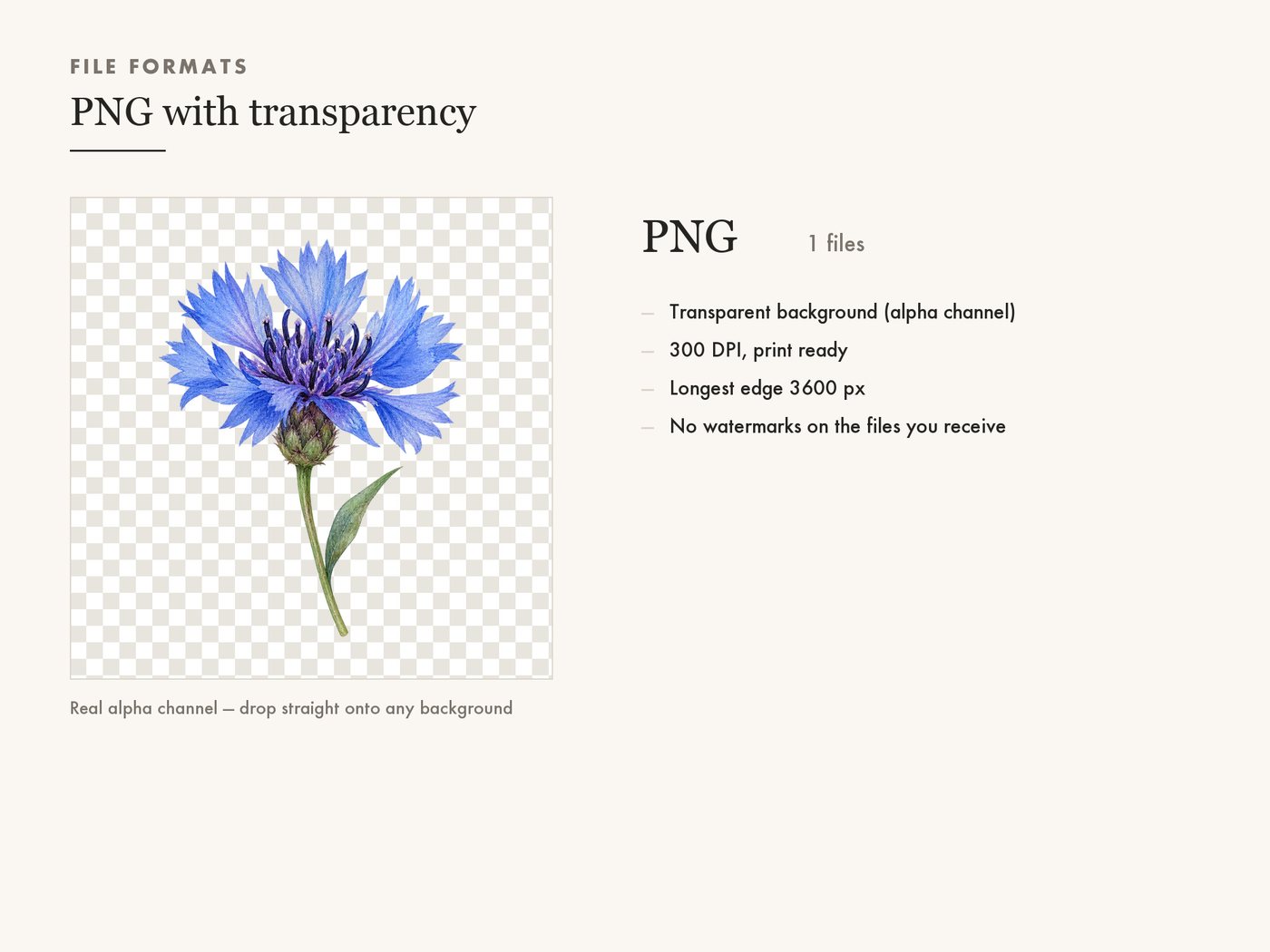 Cornflower Clipart PNG, Blue Wildflower Botanical Art — file formats