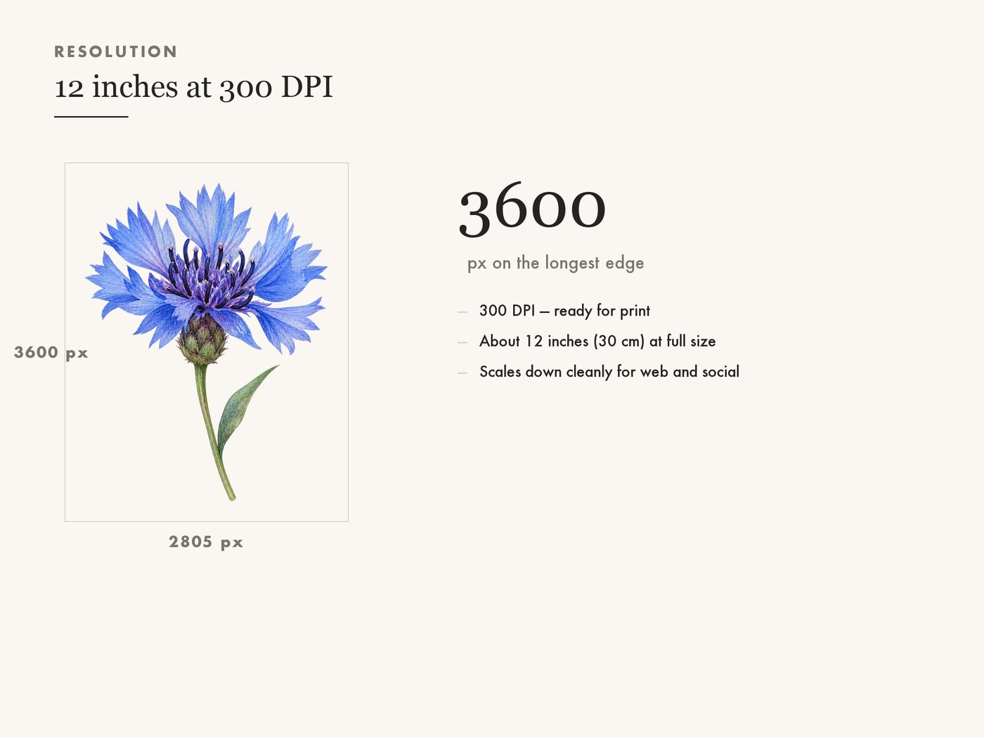 Cornflower Clipart PNG, Blue Wildflower Botanical Art — resolution