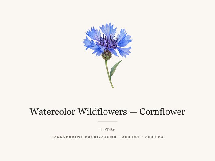 Cornflower Clipart PNG, Blue Wildflower Botanical Art