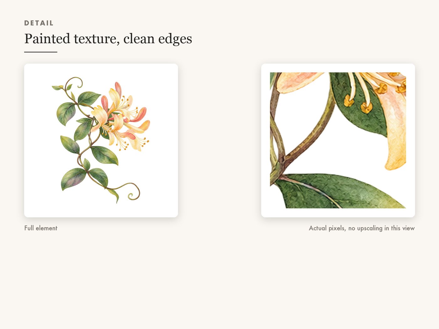Honeysuckle Vine Clipart PNG Botanical Floral Border — detail zoom