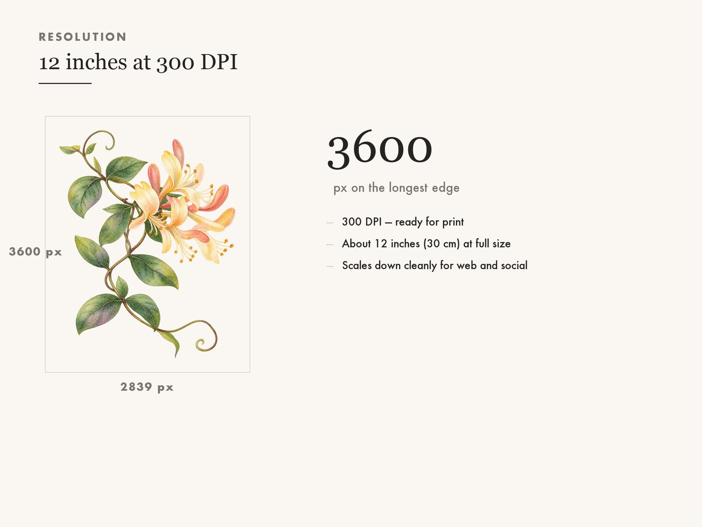 Honeysuckle Vine Clipart PNG Botanical Floral Border — resolution