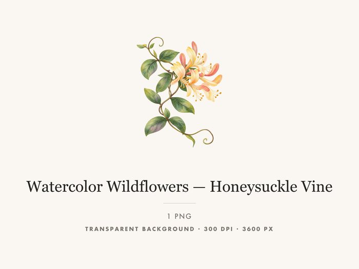 Honeysuckle Vine Clipart PNG Botanical Floral Border