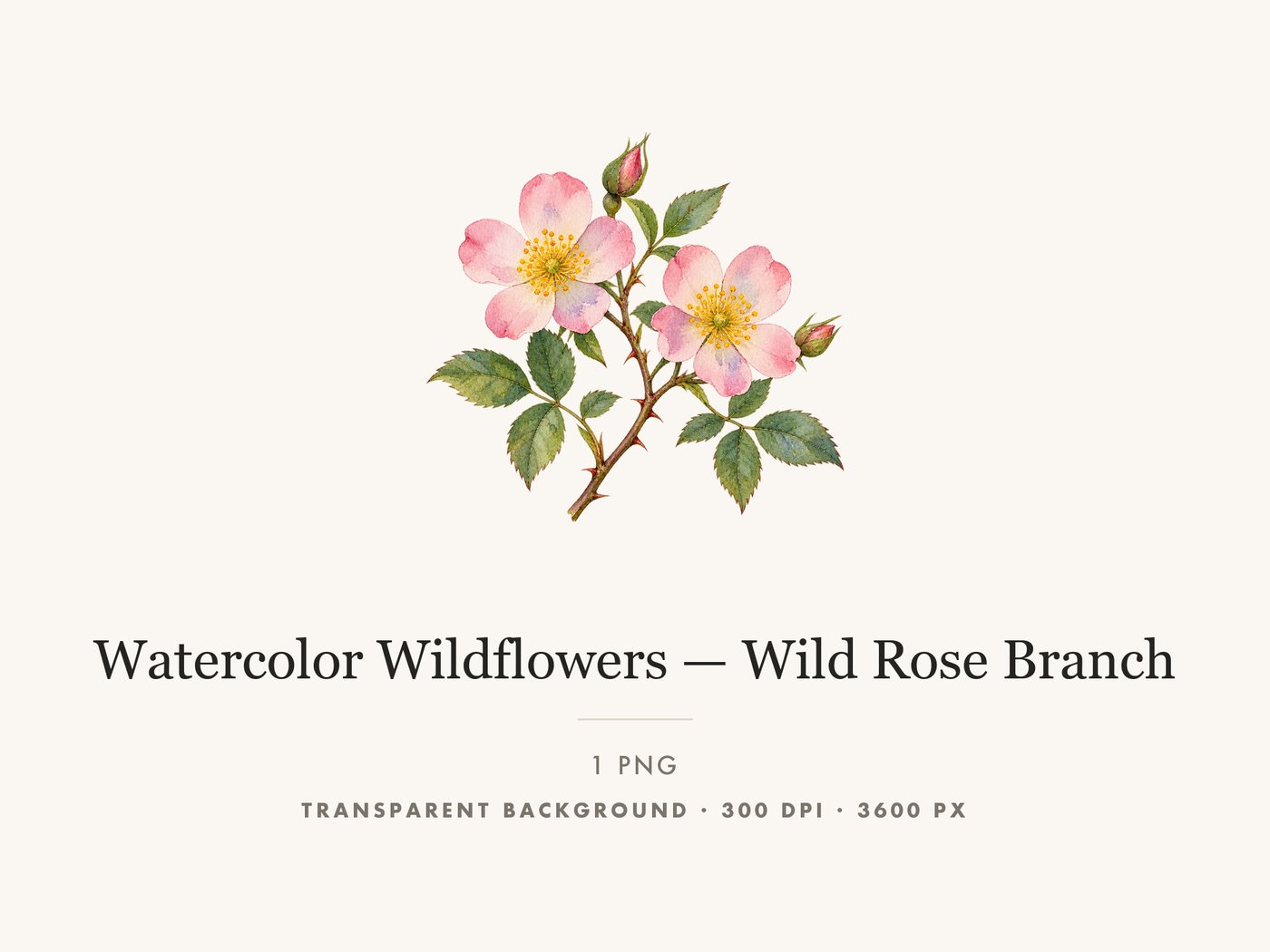 Wild Rose Branch Botanical Clipart PNG Transparent