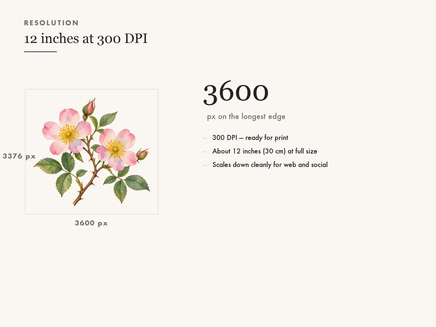 Wild Rose Branch Botanical Clipart PNG Transparent — resolution